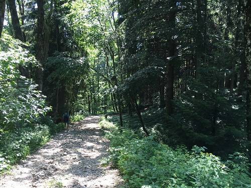 Chemin boisé randonnée a salzbourg - autriche