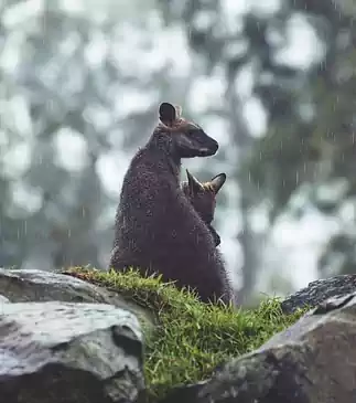 animaux l'aire triste sous la pluie qui n'ont pas leurs équipement